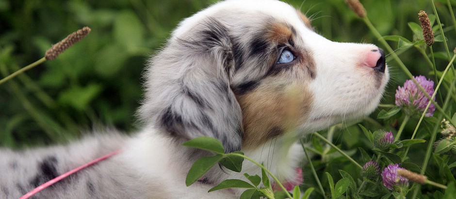 Home - Ruby River Mini Aussies