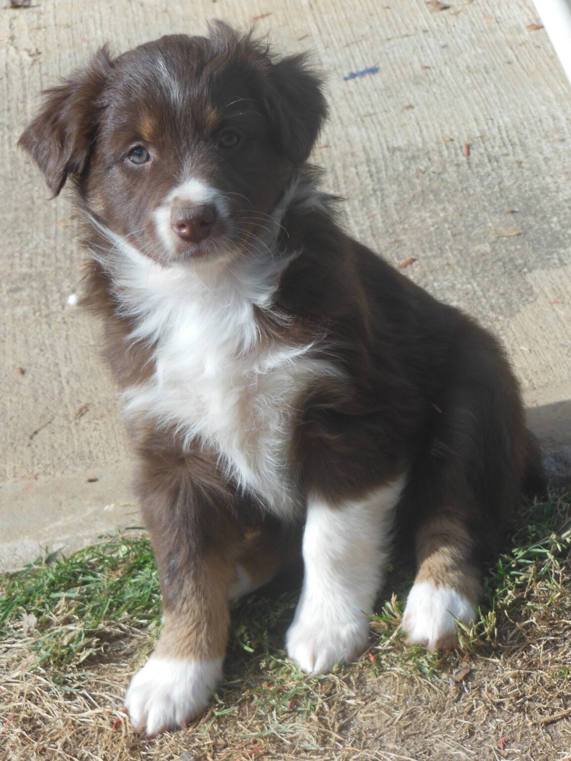 TESTIMONIALS Ruby River Mini Aussies