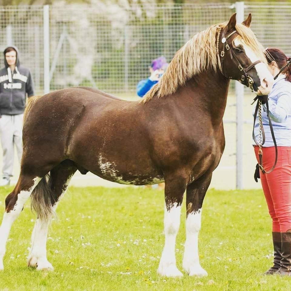 Welsh Cobs Ruby Rose