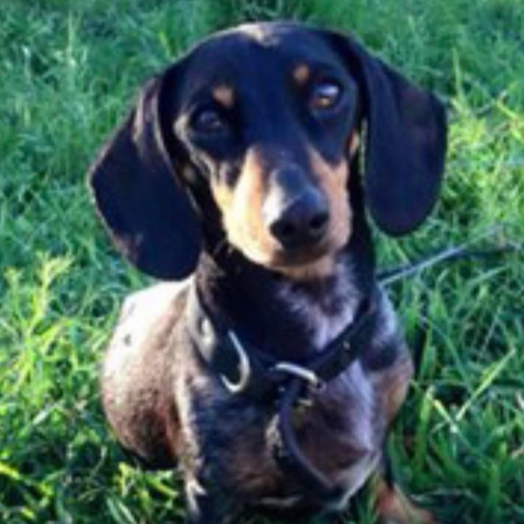 Rubystud Miniature Dachshunds Puppies For Sale