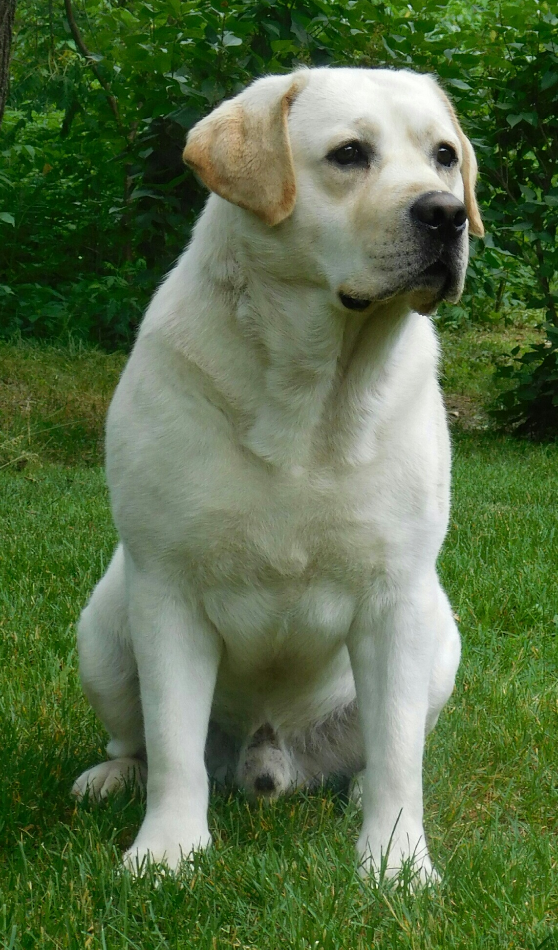 When Is A Labrador Fully Grown