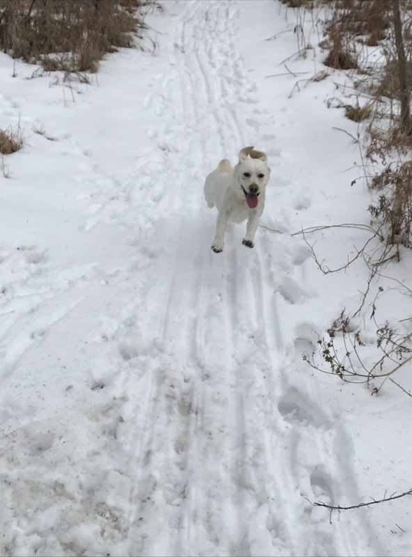 Rude Dog University Dog Training Eau Claire WI