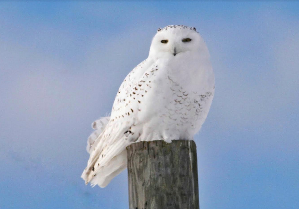 Rudyard Township Rudyard, Michigan