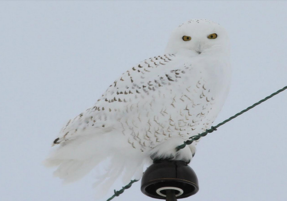 Rudyard Township Rudyard, Michigan