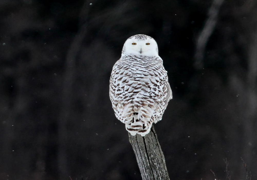 Rudyard Township Rudyard, Michigan