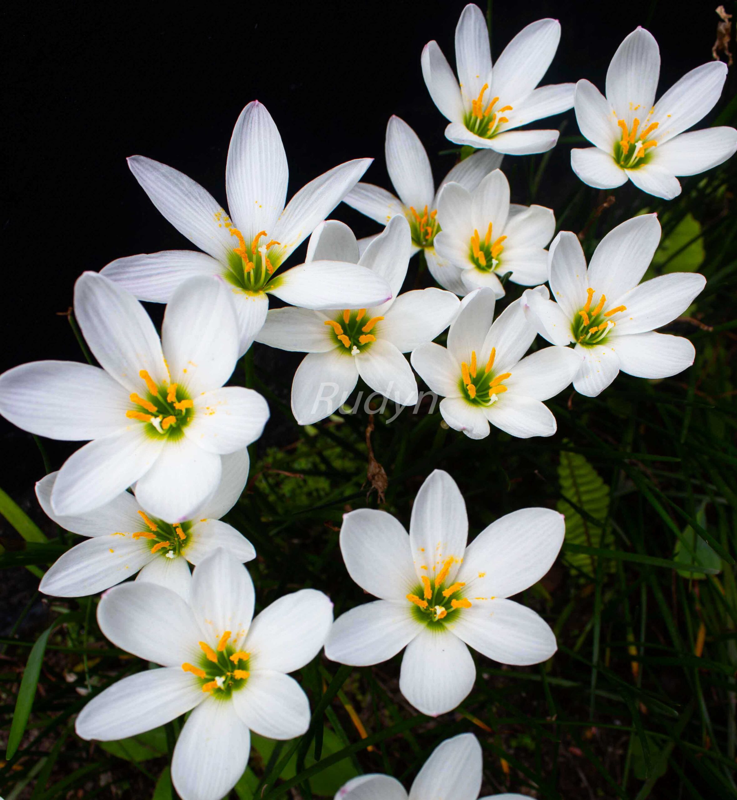 Candida/Rain Lily (10 bulbs) Rudyn Gladioli Farm