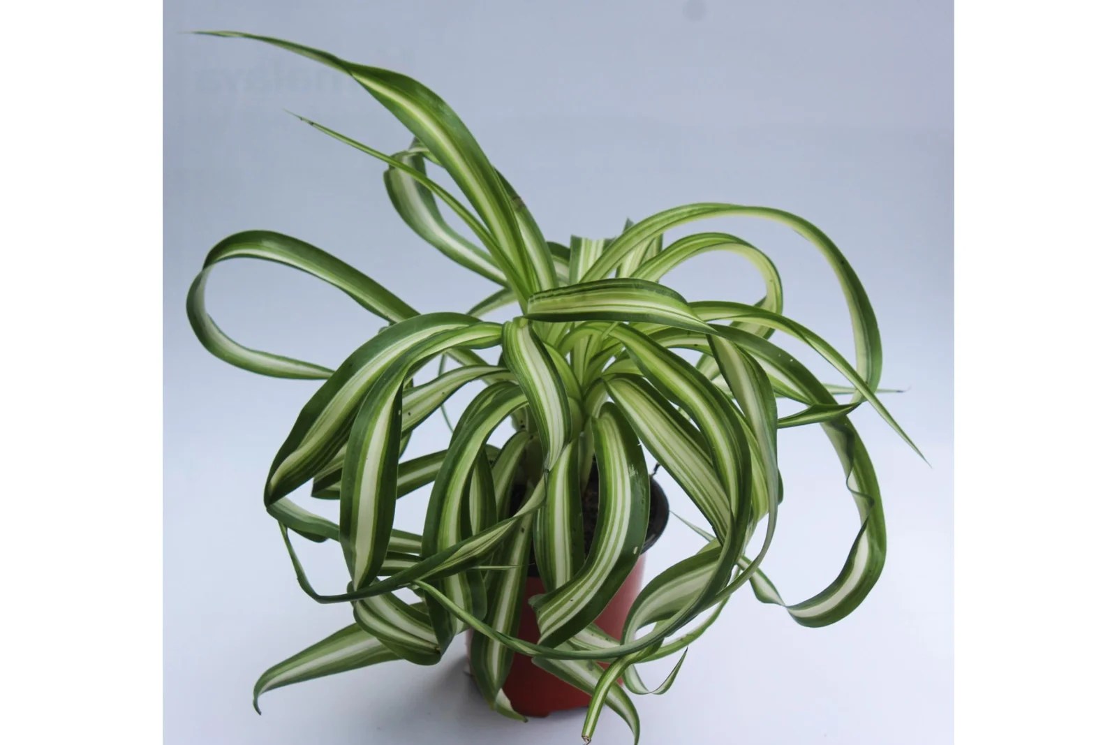 Chlorophytum comosum “Bonnie”/ Variegated Spider Plant Rudyn Gladioli