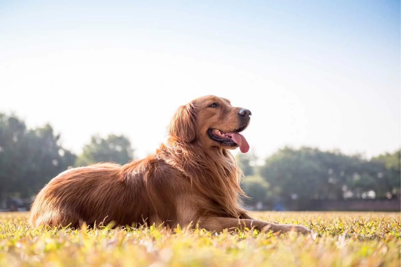 How Long Will My Golden Retriever Be In Heat? Dog’s Heat