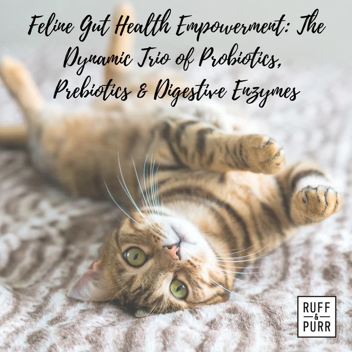 3CatBenefitsofGutHealthSupport Ruff & Purr Pets