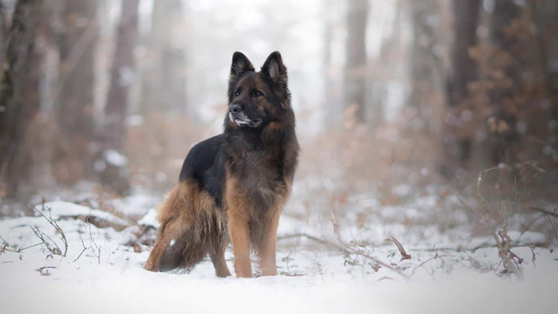 King Shepherd