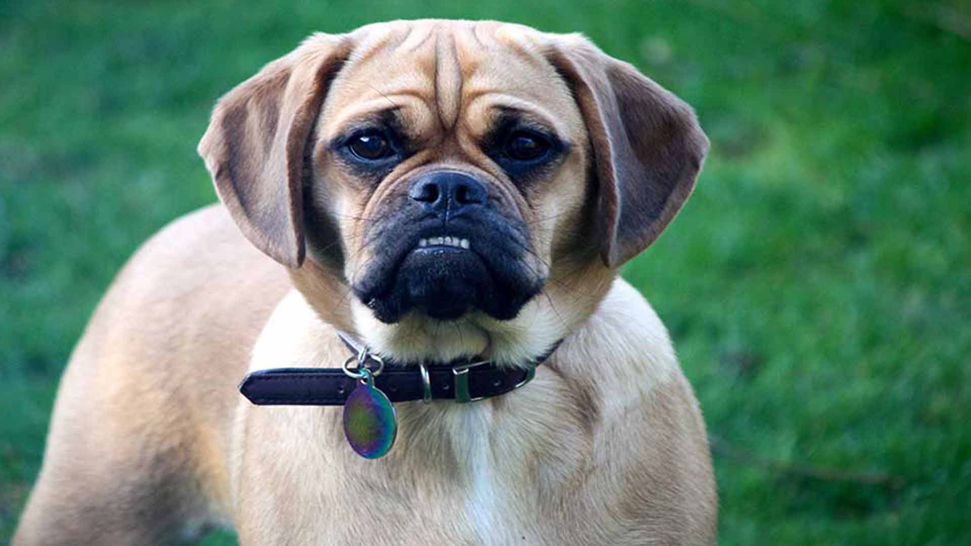 Puggle
