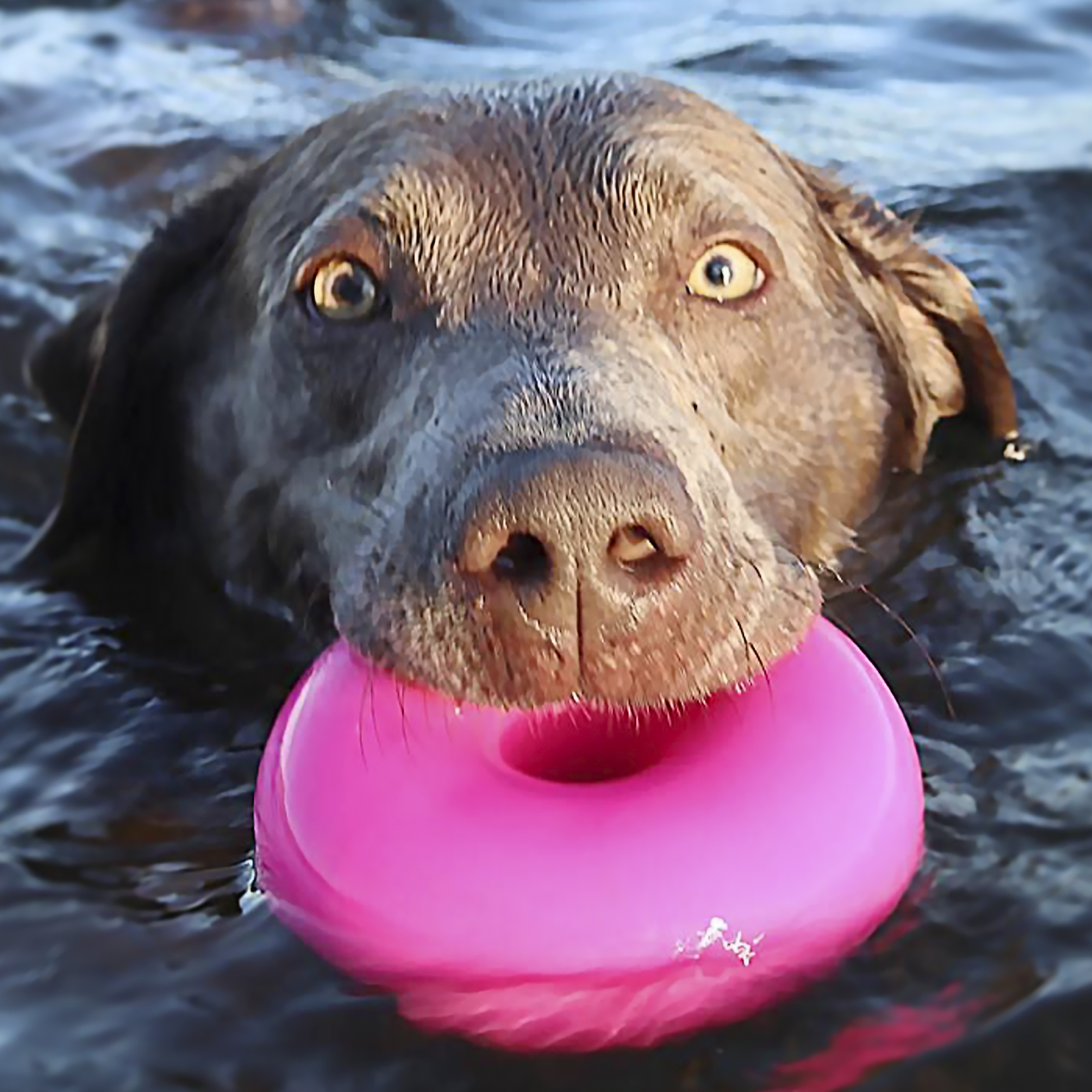 Ruff Dawg Wall of Fame RuffDawg Dog toys