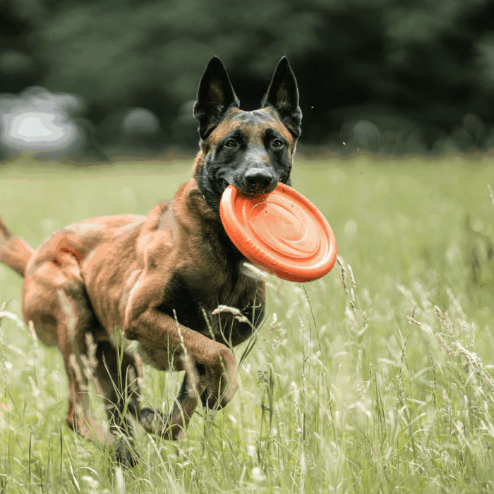 Herm Sprenger Flying Disc Floating Frisbee for Dogs Ruffdog Sports