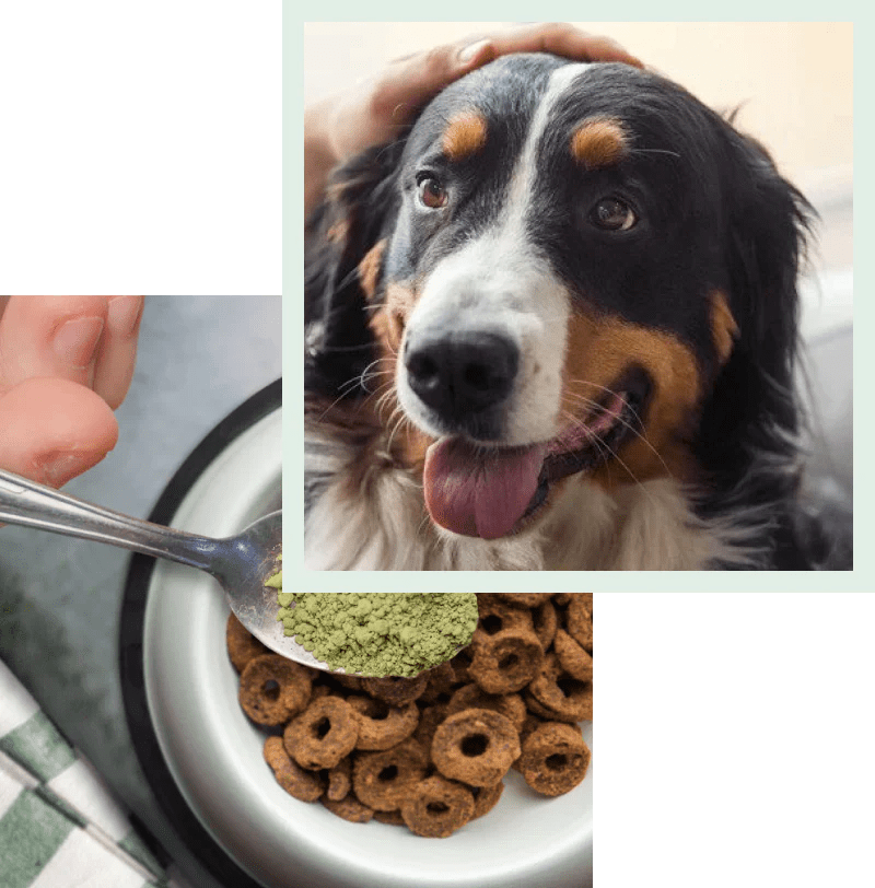 Nourish Your Dog's Food Ruff Greens