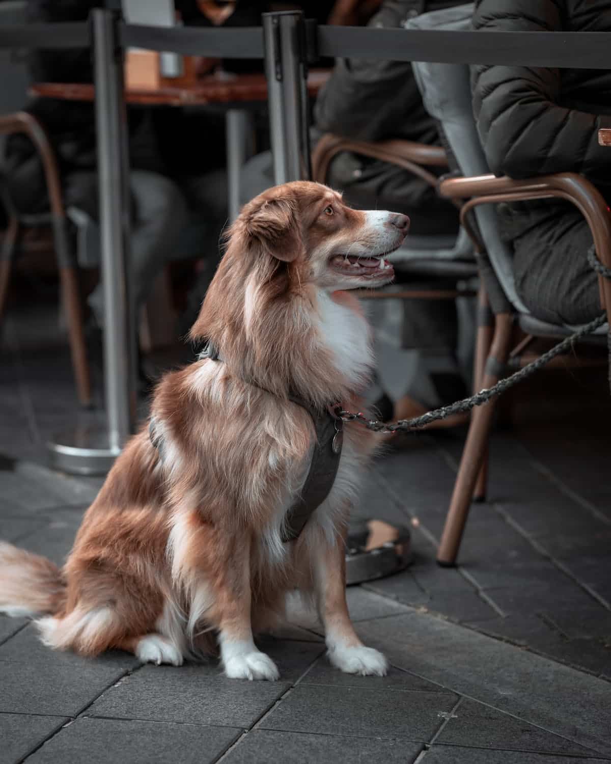 A Guide to Dog Friendly Restaurants in Your City Ruff House Dog Training