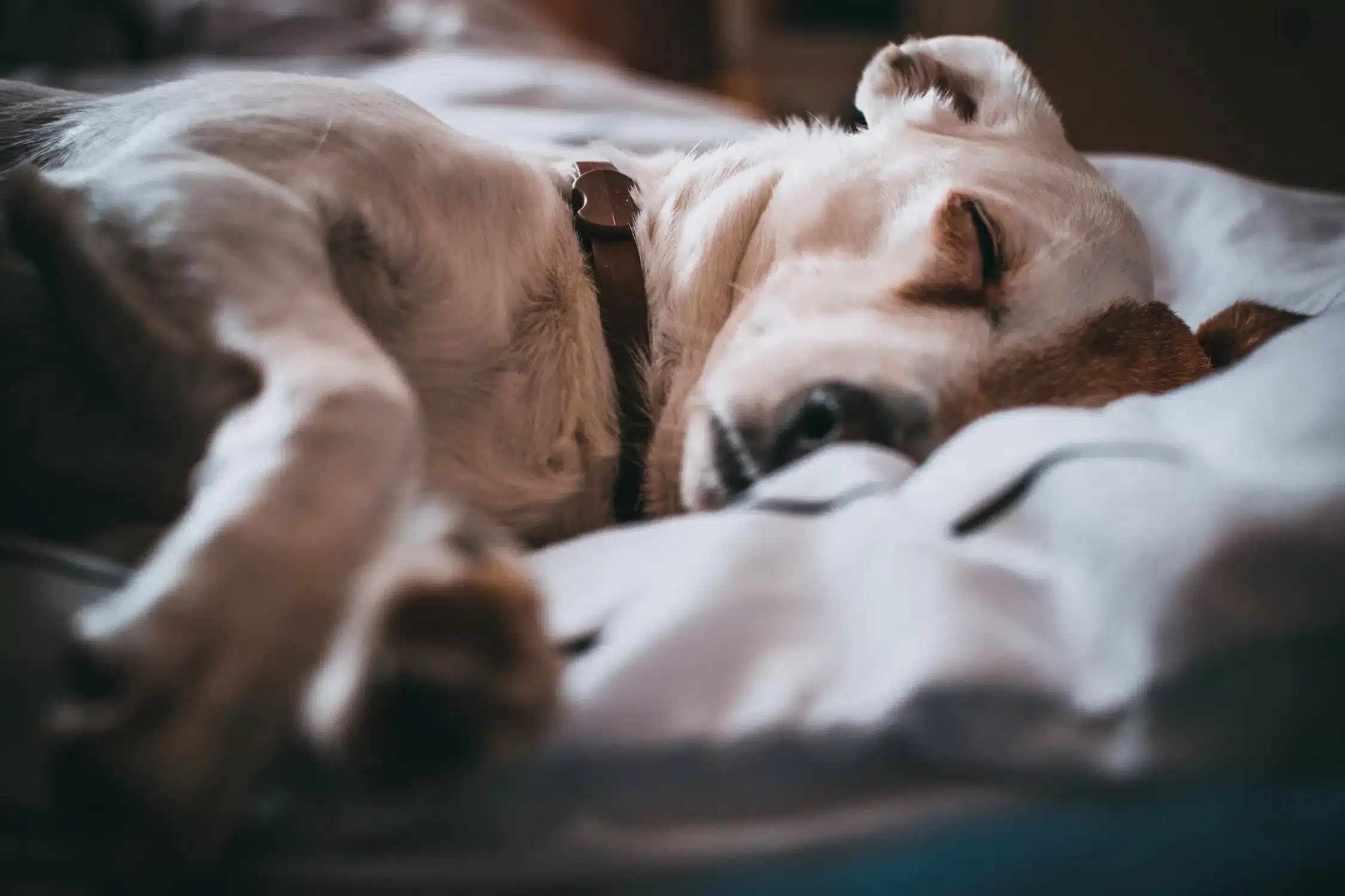 All You Need To Know About How To Comfort A Dog With A Fever Ruff