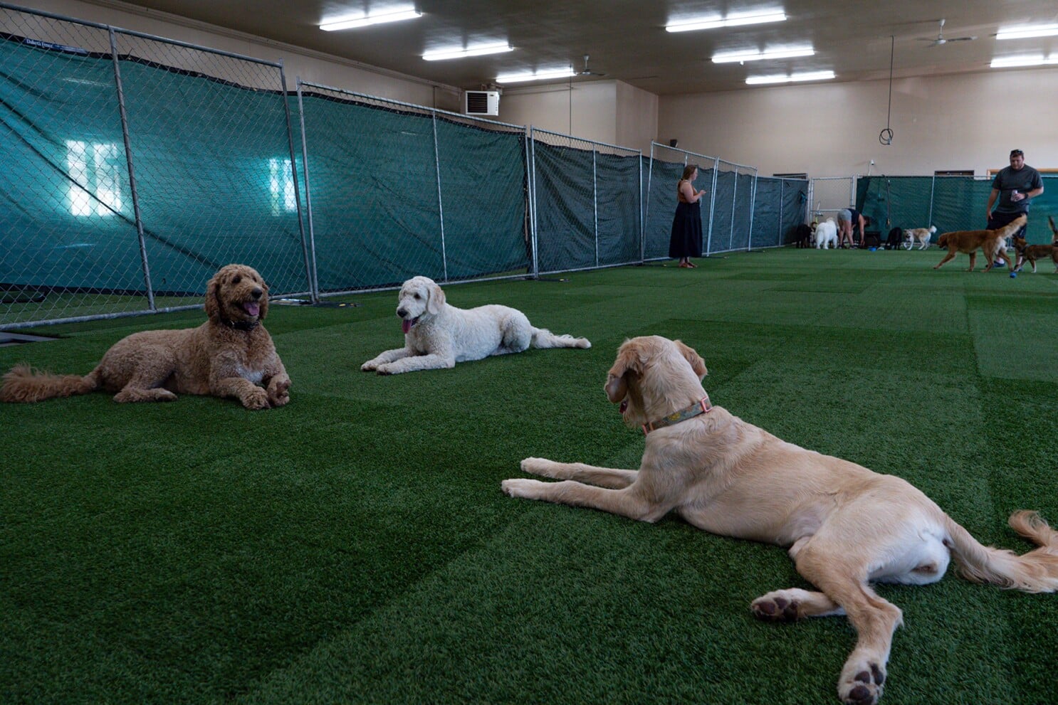Unleashing the Fun at Your Local Indoor Dog Park! Ruff House Dog Training