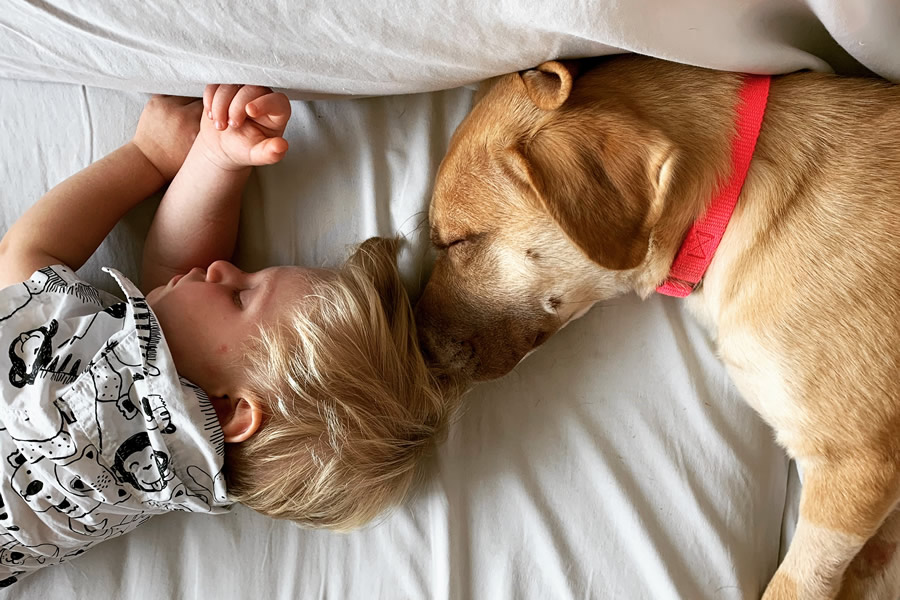 Foster Ruff House Rescue