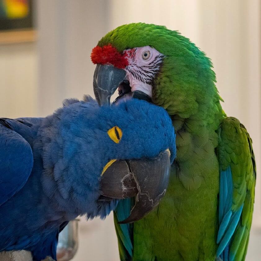 ABOUT US RUFFLED FEATHERS PARROT RESCUE AND SANCTUARY