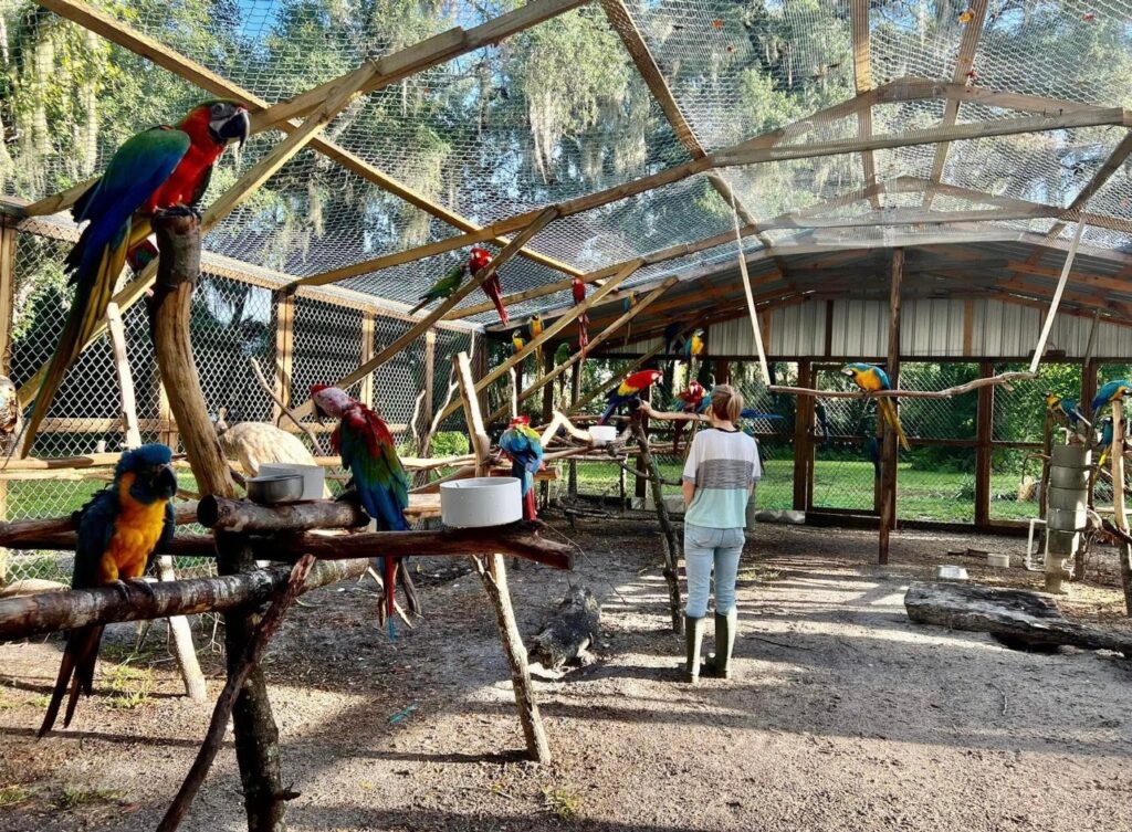 BIRD SURRENDER FORM RUFFLED FEATHERS SANCTUARY