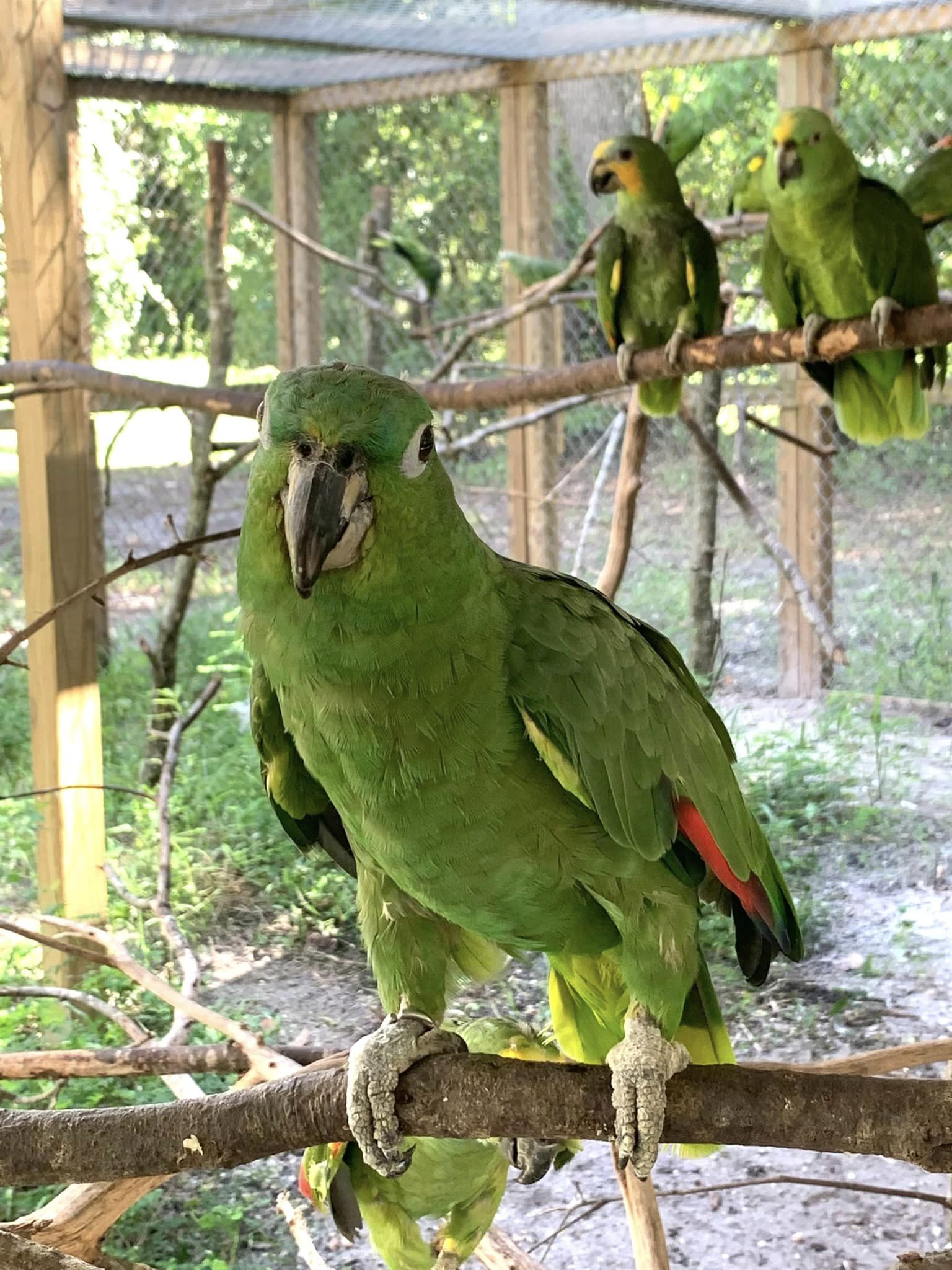 RUFFLED FEATHERS PARROT RESCUE AND SANCTUARY