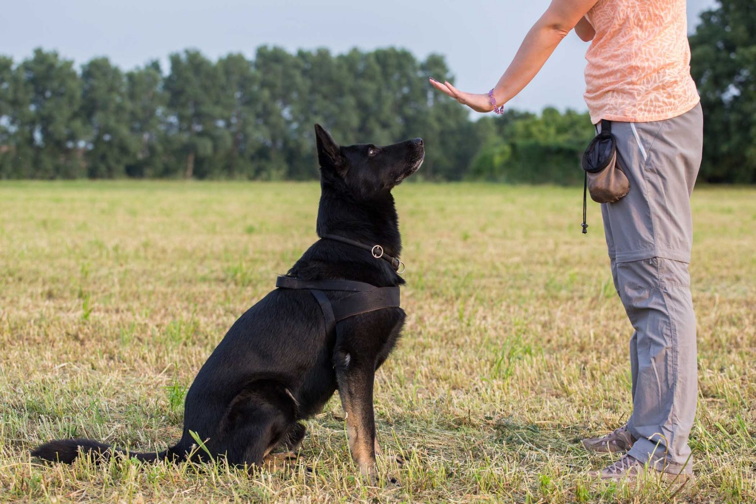 about RufF lOve dOg traiNIng