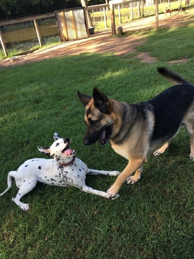 Dog Daycare & Boarding, The Woodlands & Granbury Ruff's Dog Ranch