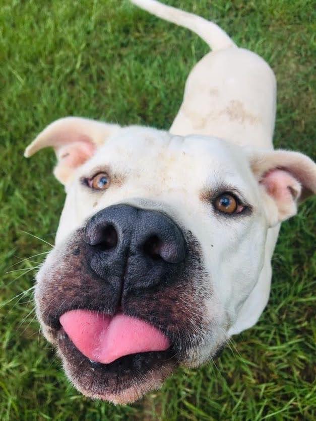 Dog Daycare & Boarding, The Woodlands & Granbury Ruff's Dog Ranch