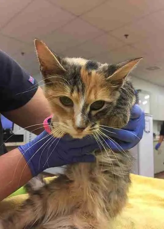 Colby the Cat A Lesson in Perspective Ruff Start Rescue