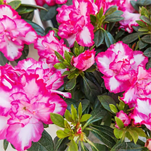 Identifying Plants Toxic to Your Pets Ruff Start Rescue