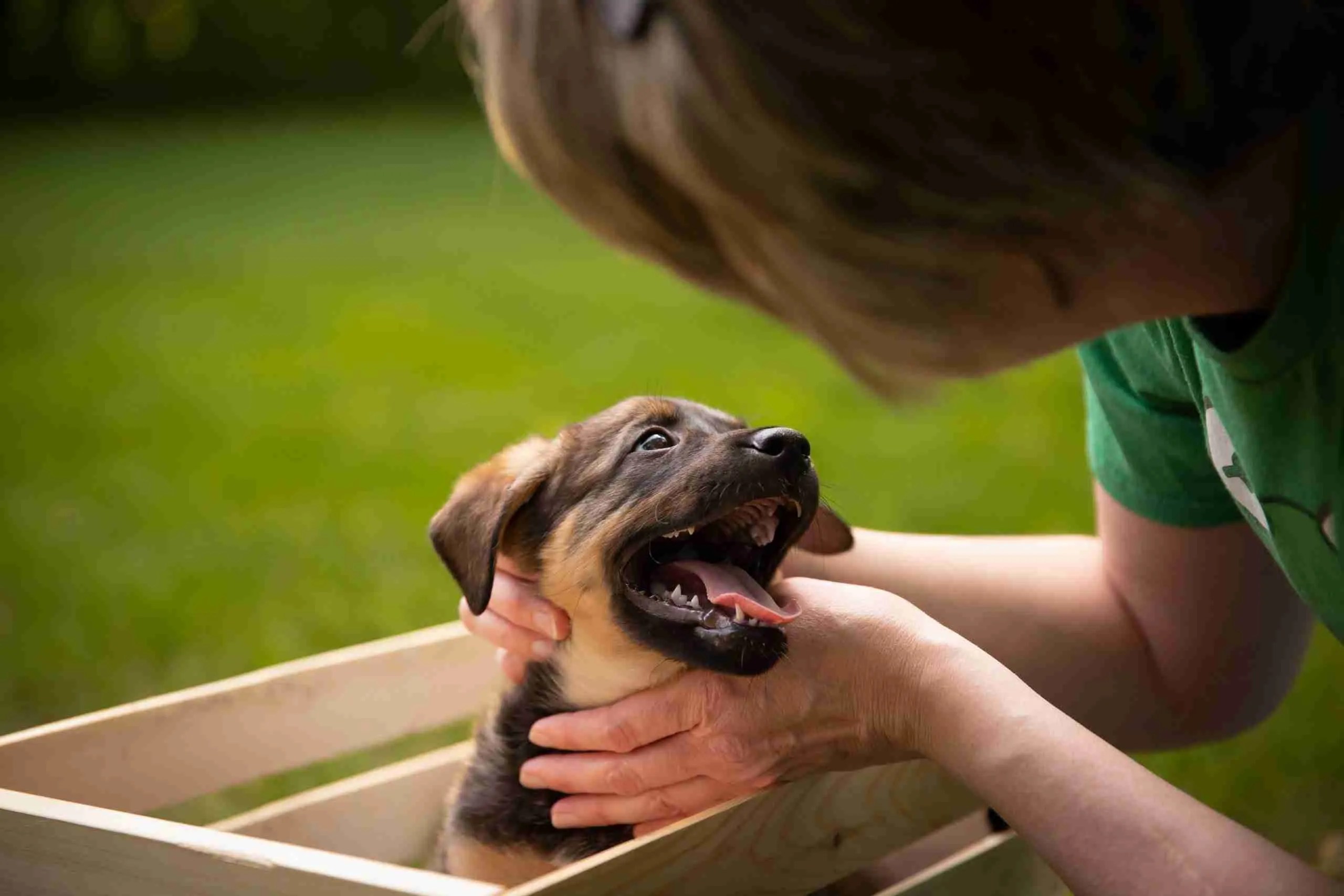 Foster to Adopt Program Ruff Start Rescue