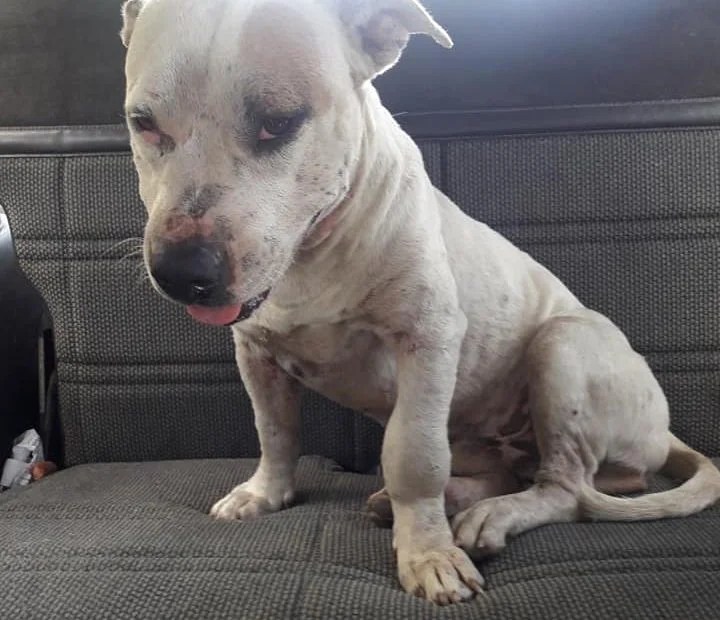 Hazard Ruff Start Rescue STX