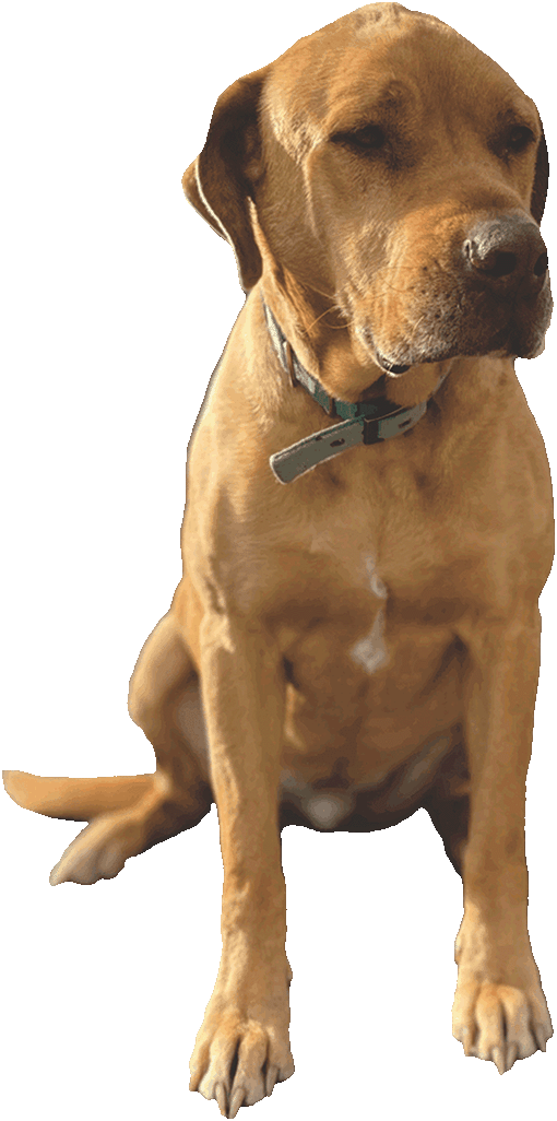 Rug Cleaning of Tulsa Home Rug Cleaning of Tulsa New Rug Cleaning of Tulsa