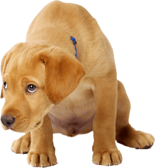 Home Enrique's Oriental Rug Cleaning