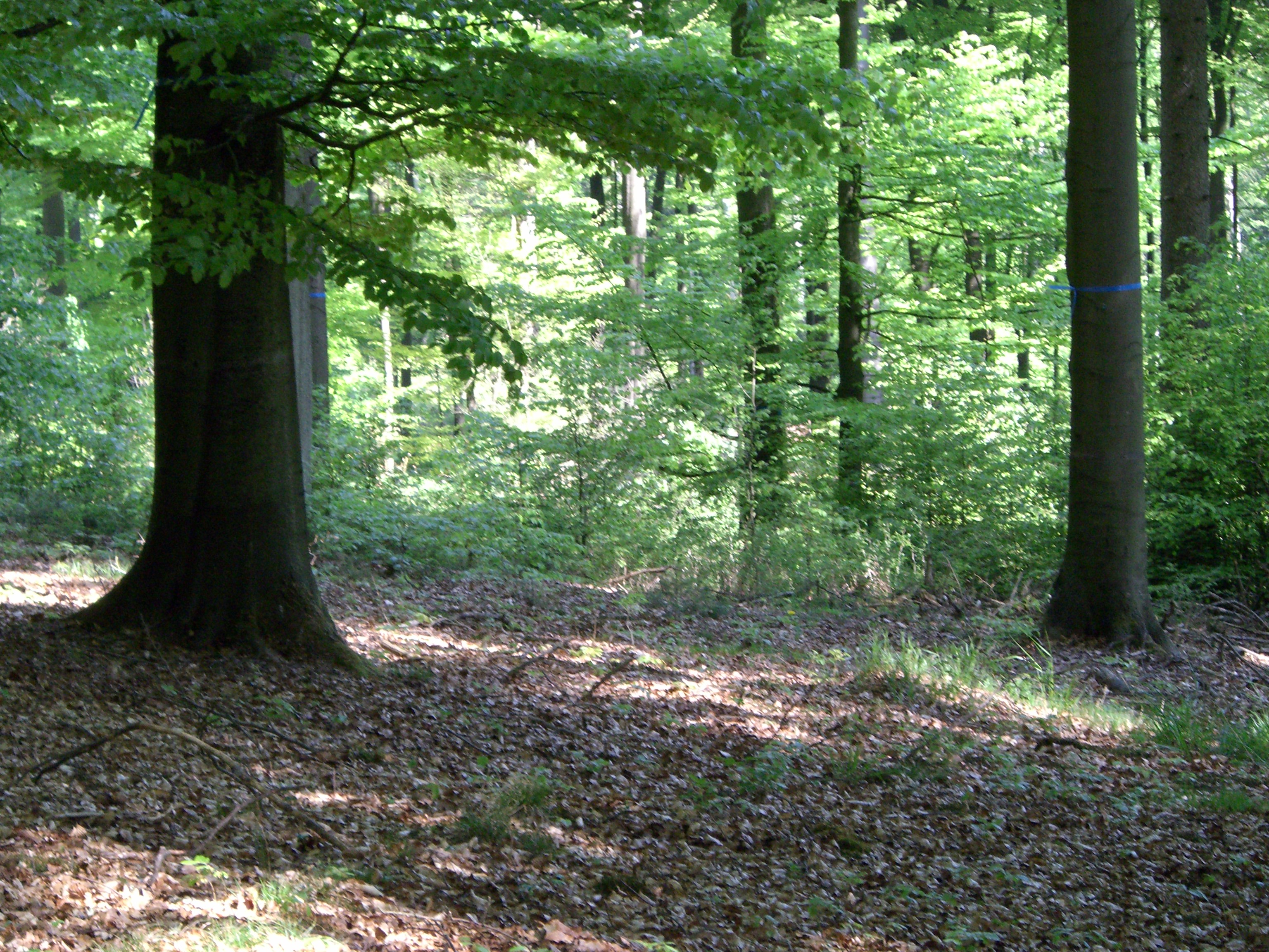 waldbestattung flakenholz