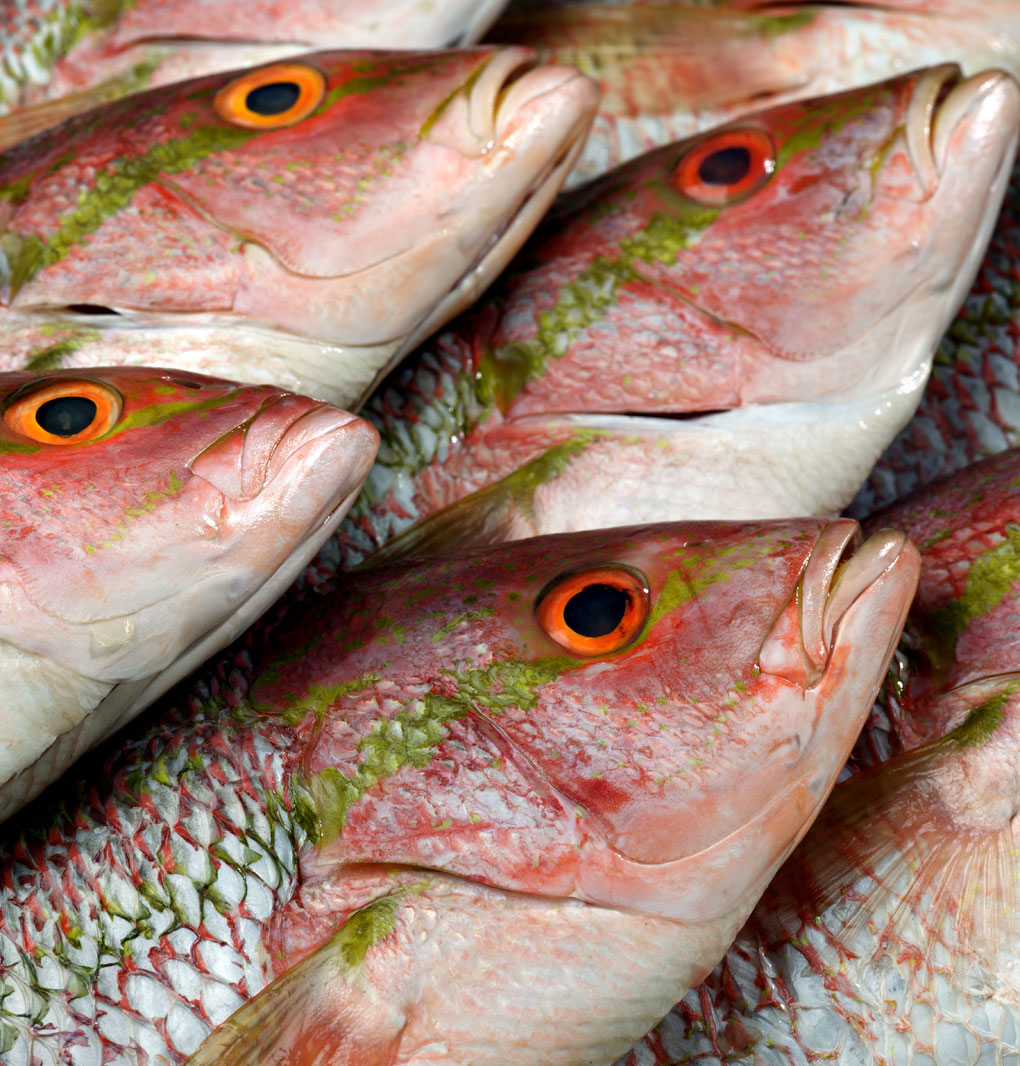 Collection 96+ Pictures Fish Heads Bar And Grill Photos Completed