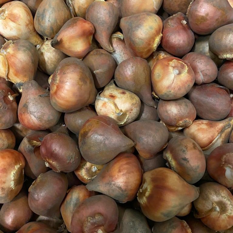 Order online Ruigrok Flowerbulbs