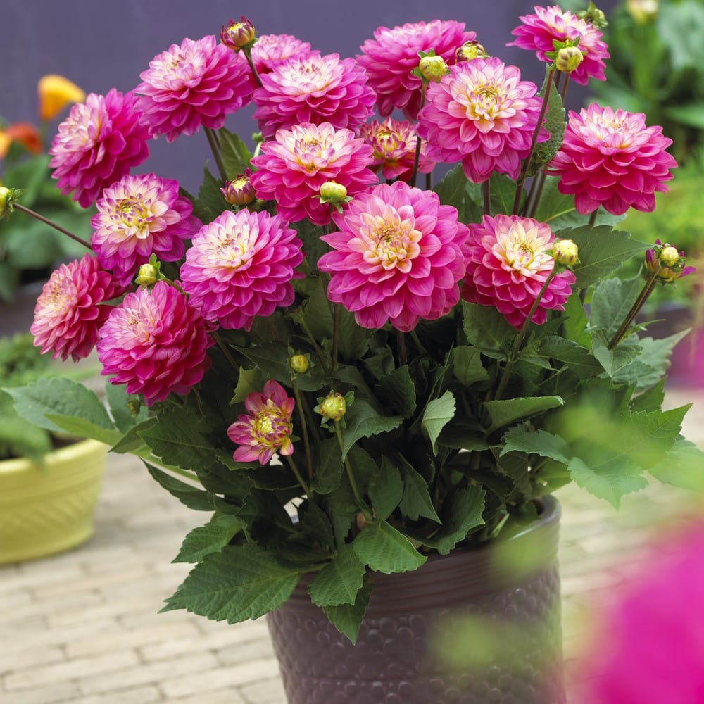 Melody Archives Ruigrok Flowerbulbs