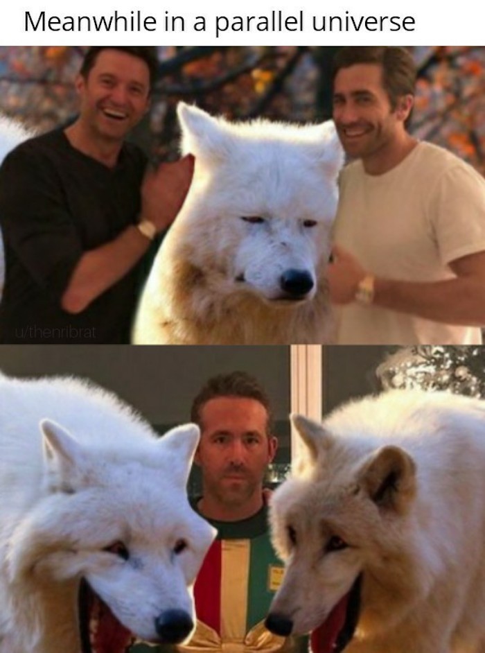 These White Wolves Laughing Memes Are Taking Over (20 Pics)