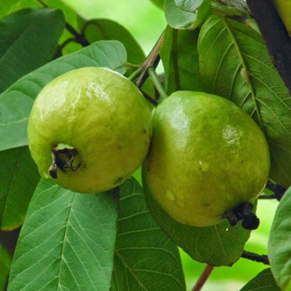 Guava (පේර) be a tree