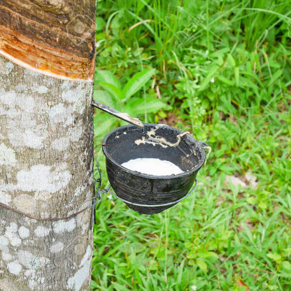 Rubber Tree (රබර් ගස) be a tree