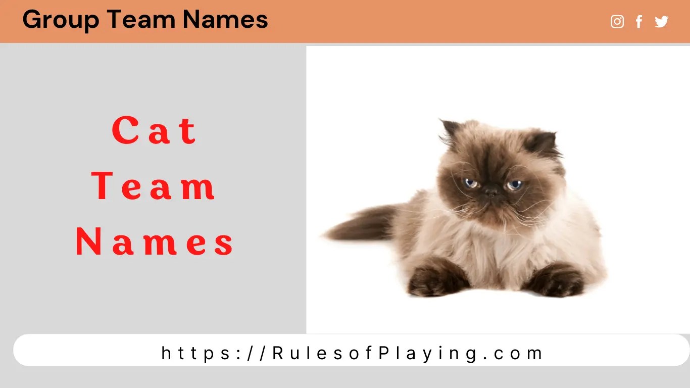 70+ Cat Team Names [ Clever, Catchy, Cat Themed ] List2022