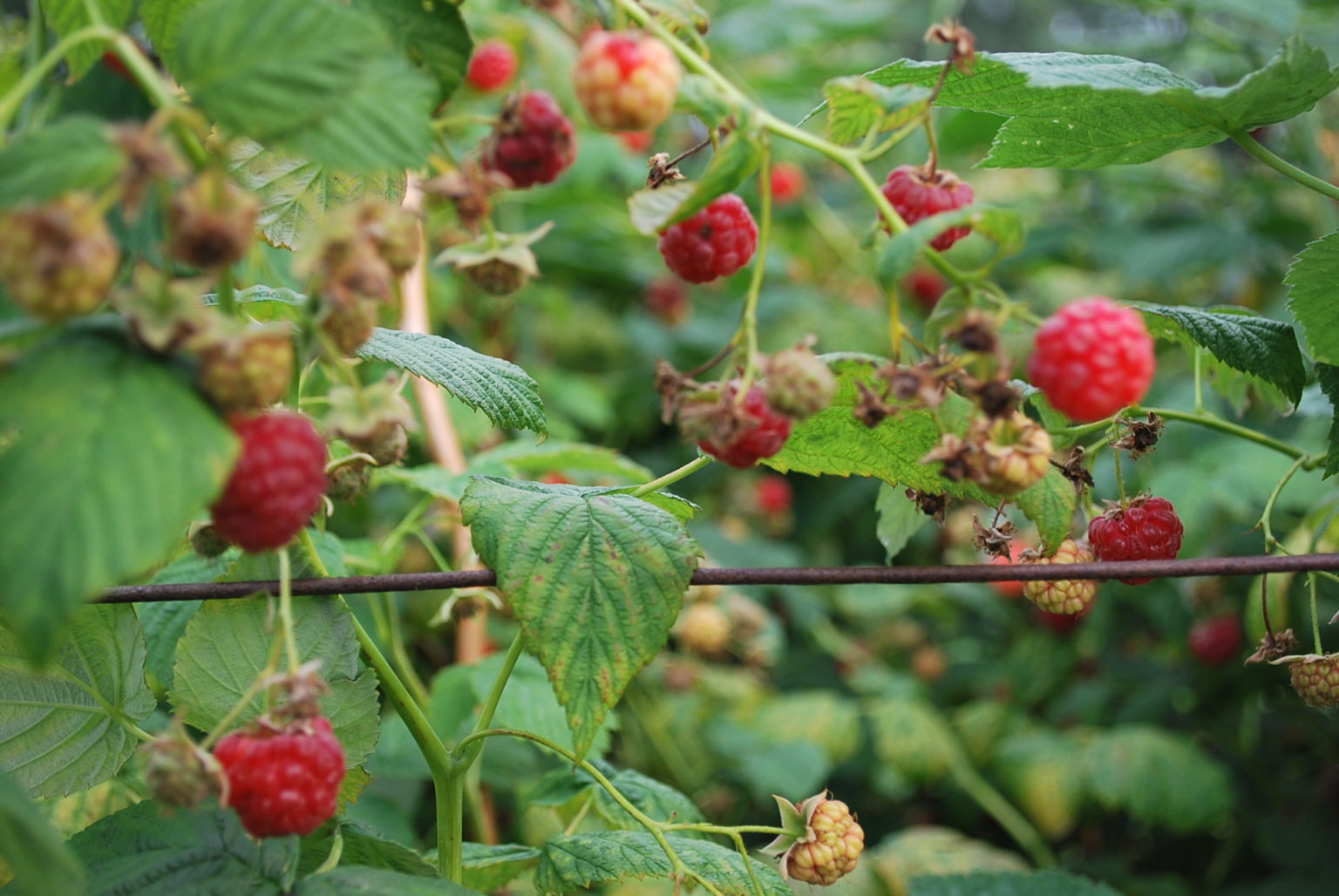 Raspberry Canes Rumar Farm