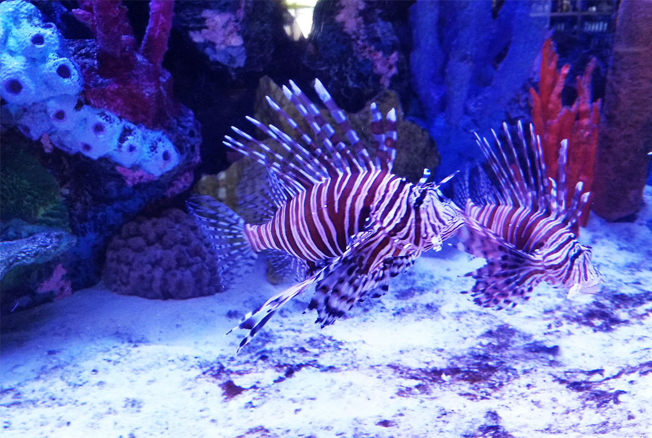 Lionfish RumFish Grill