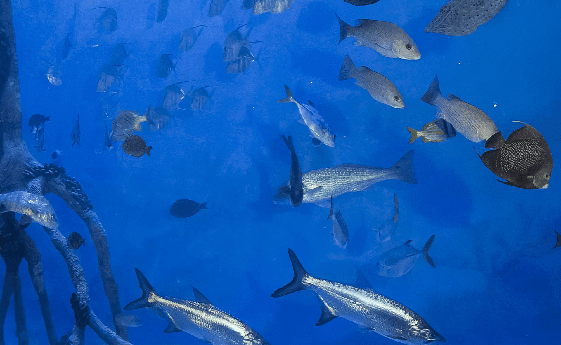 Online Store RumFish Grill