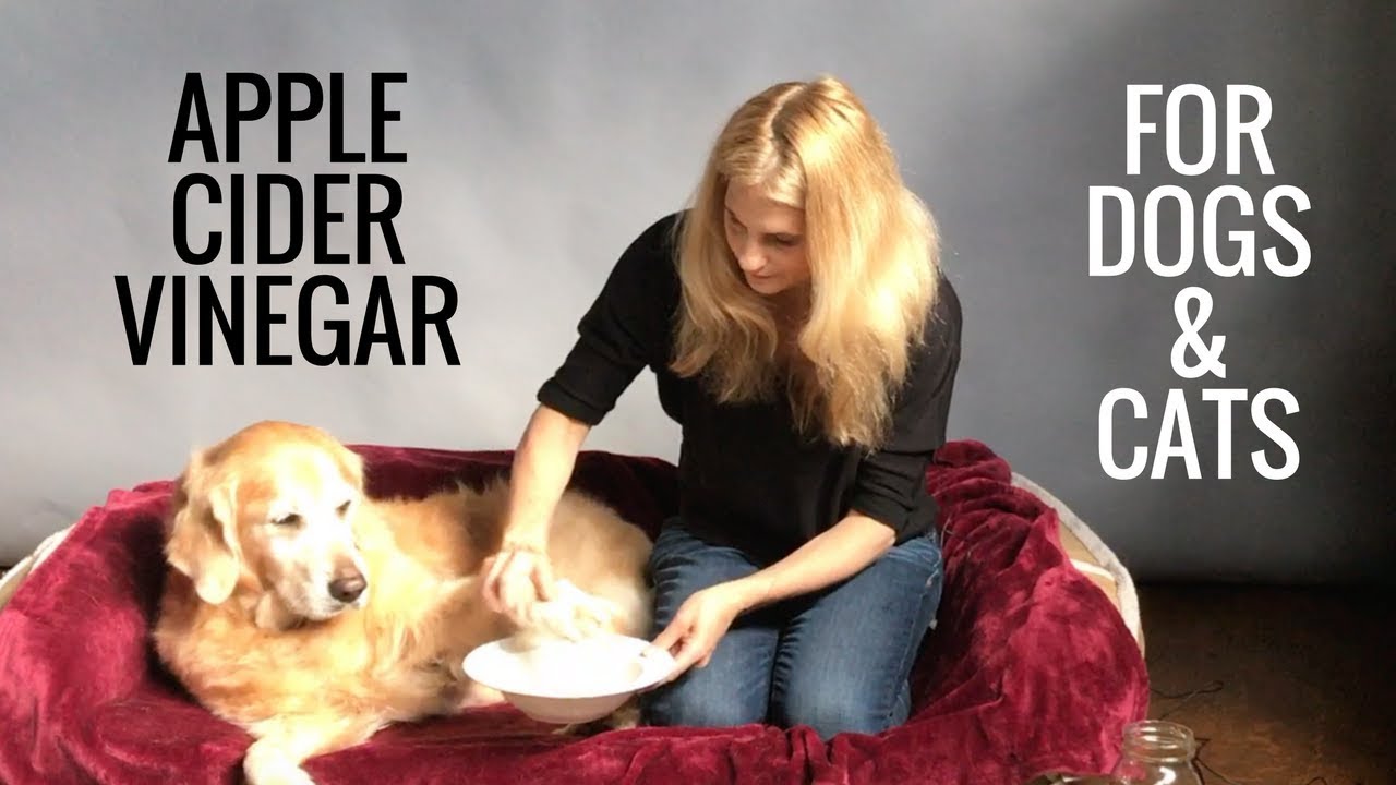 Apple cider vinegar dogs safety and health care