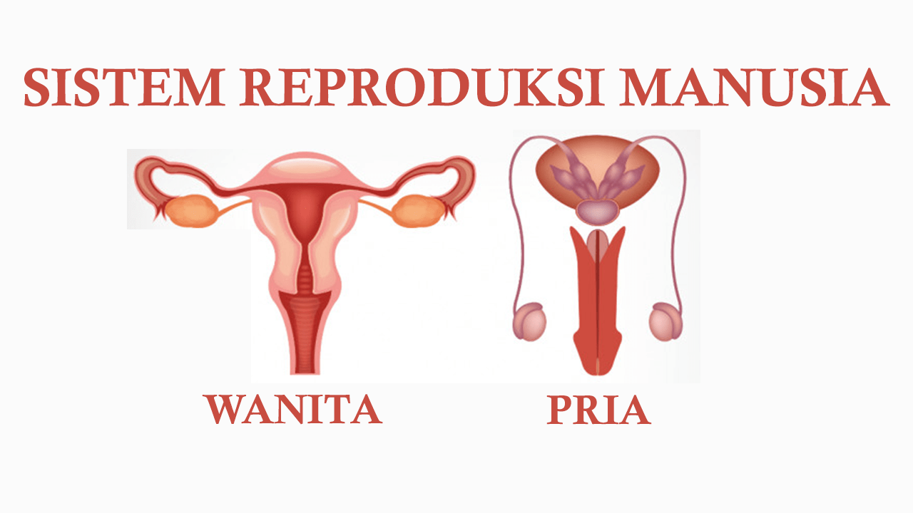 Sistem Organ Ruang Science