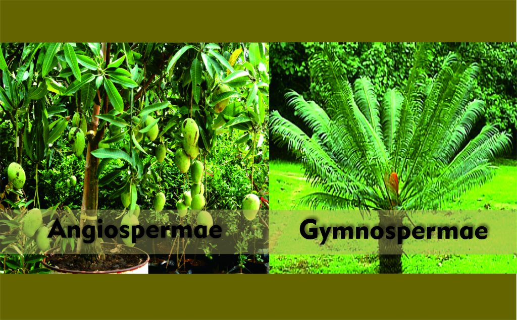 81 Gambar Tumbuhan Gymnospermae HD Terbaru Info Gambar