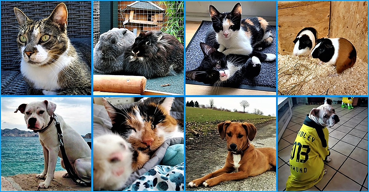 Hund, Katze, Maus Tierische Erfolgsgeschichten aus Kreis