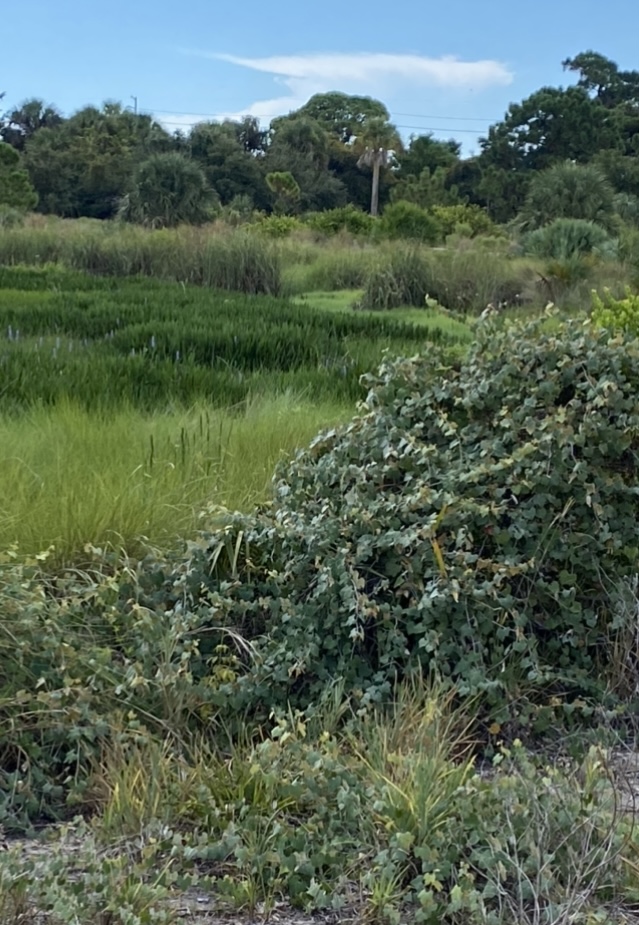 More Trail Adventures! Runners Fly